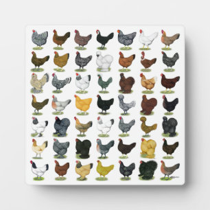 49 Chicken Hens Plaque