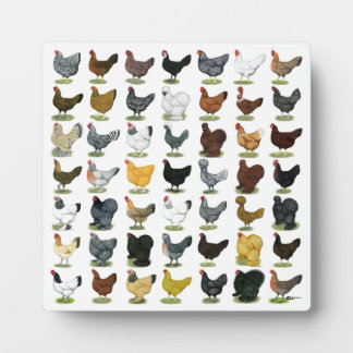49 Chicken Hens Plaque