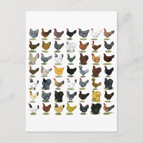 49 Chicken Hens Postcard