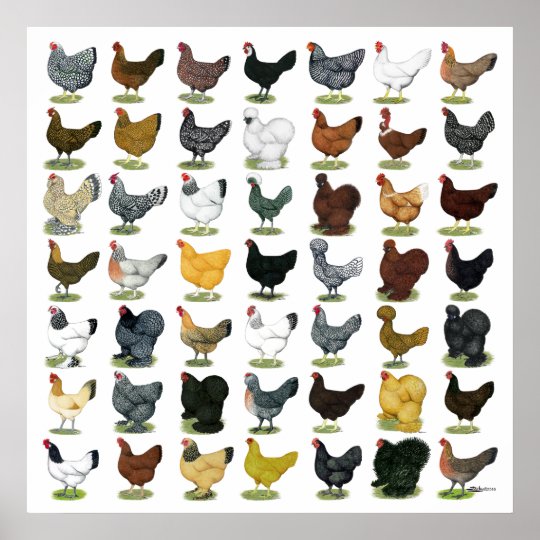 49 Chicken Hens Poster | Zazzle.com