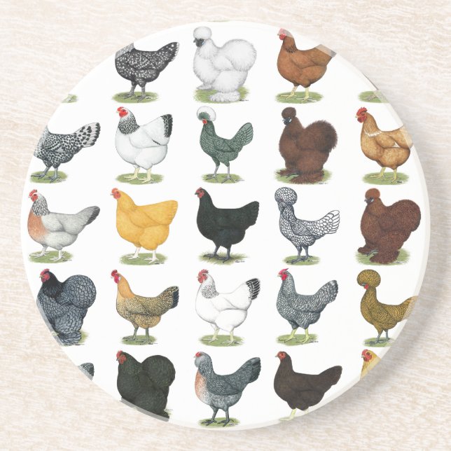 49 Chicken Hens Sandstone Coaster (Front)