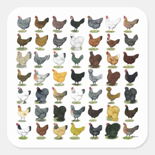 49 Chicken Hens Square Sticker