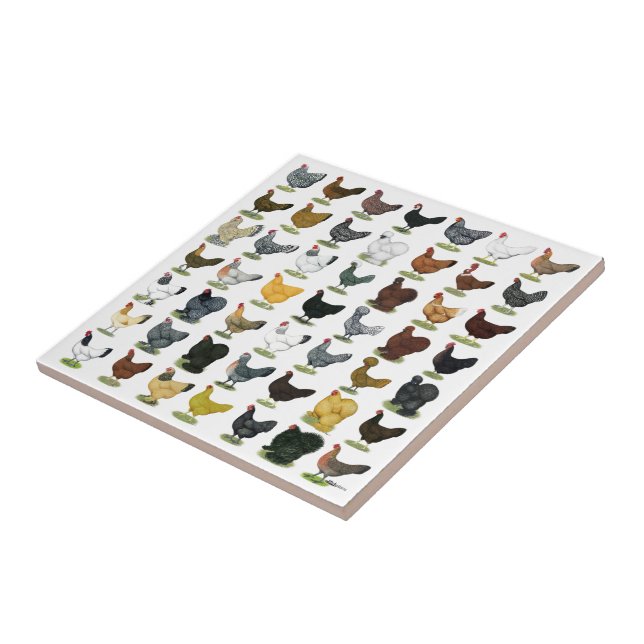 49 Chicken Hens Tile (Side)