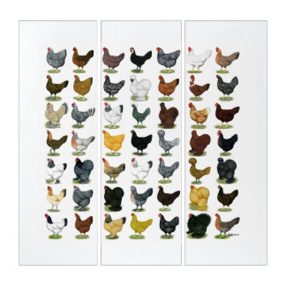 49 Chicken Hens Triptych