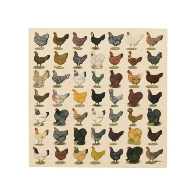 49 Chicken Hens Wood Wall Art (Front)