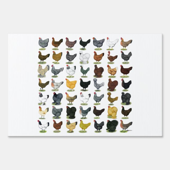 49 Chicken Hens Yard Sign (Front)