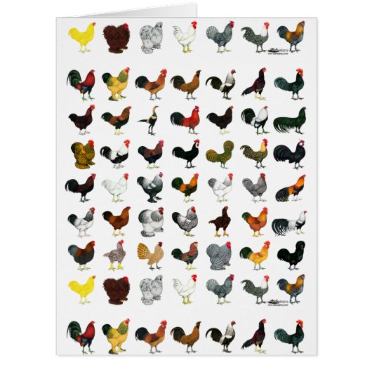 49 Roosters Cards (Front)