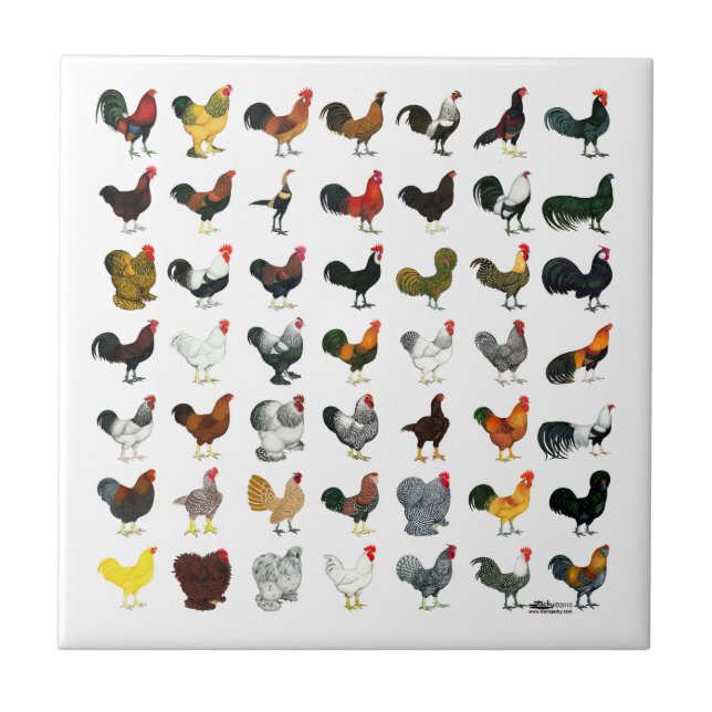 49 Roosters Ceramic Tile (Front)