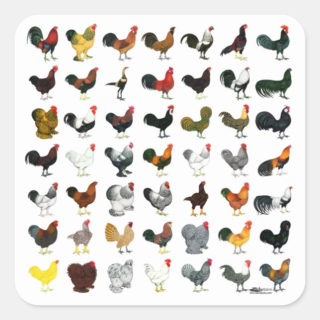 49 Roosters Square Sticker (Front)