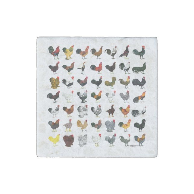49 Roosters Stone Magnet (Front)