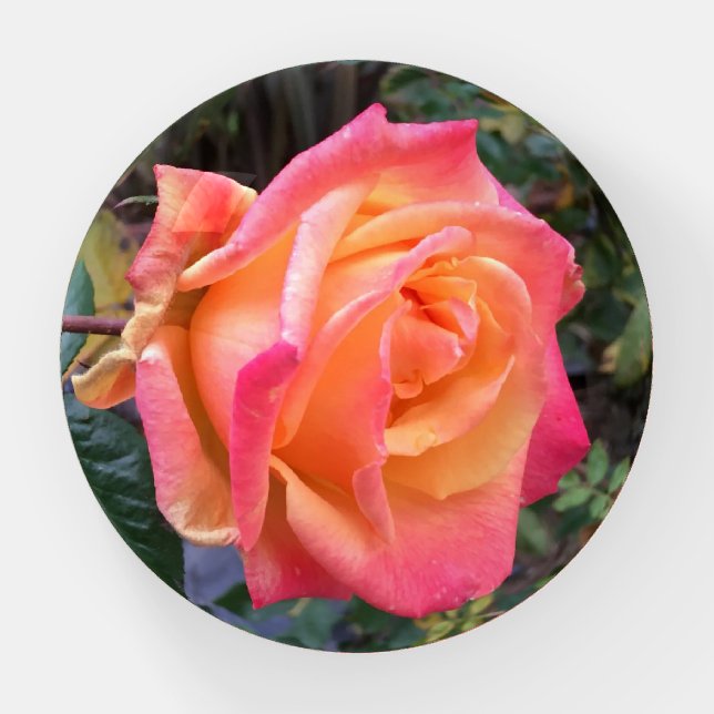 49er Rose Paperweight (Front)