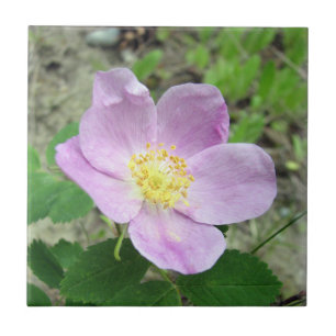 4.25" x 4.25" Square Tile Woods Rose Pink Flower