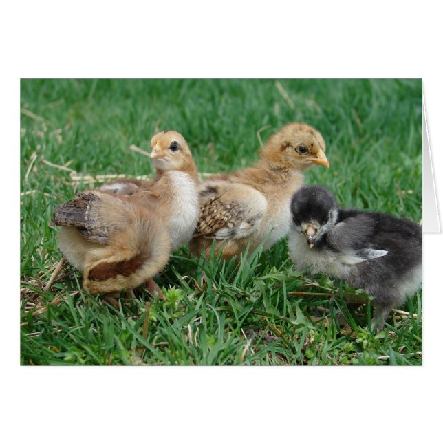 4 Bantam Chicks Cards (Front Horizontal)