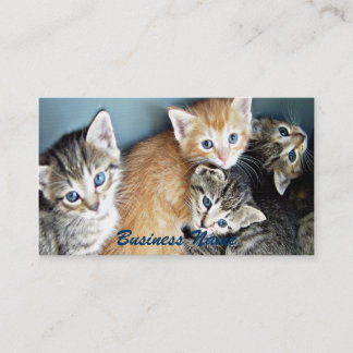4 blue eyed Kittens Business Card