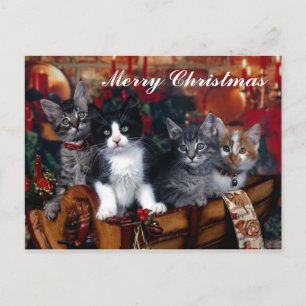 4 Cats Merry Christmas Post Card