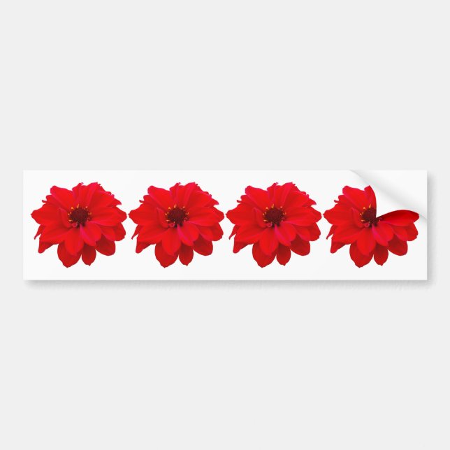 4 Dahlias - Bishop of Llandaff Bumper Sticker (Front)
