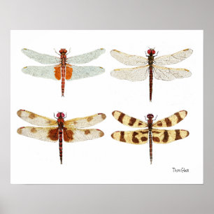 4 Dragonflies Art Poster