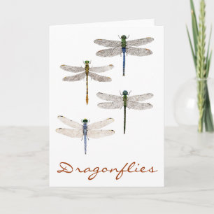 4 Dragonfly Species Card