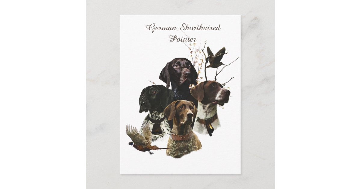 4 German Shorthaired Pointer Colors Postcard Zazzle