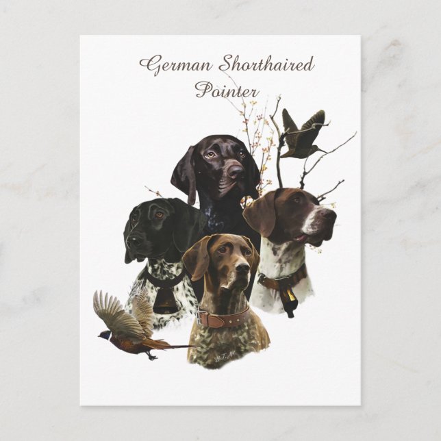 4 German Shorthaired Pointer Colors  Postcard (Front)