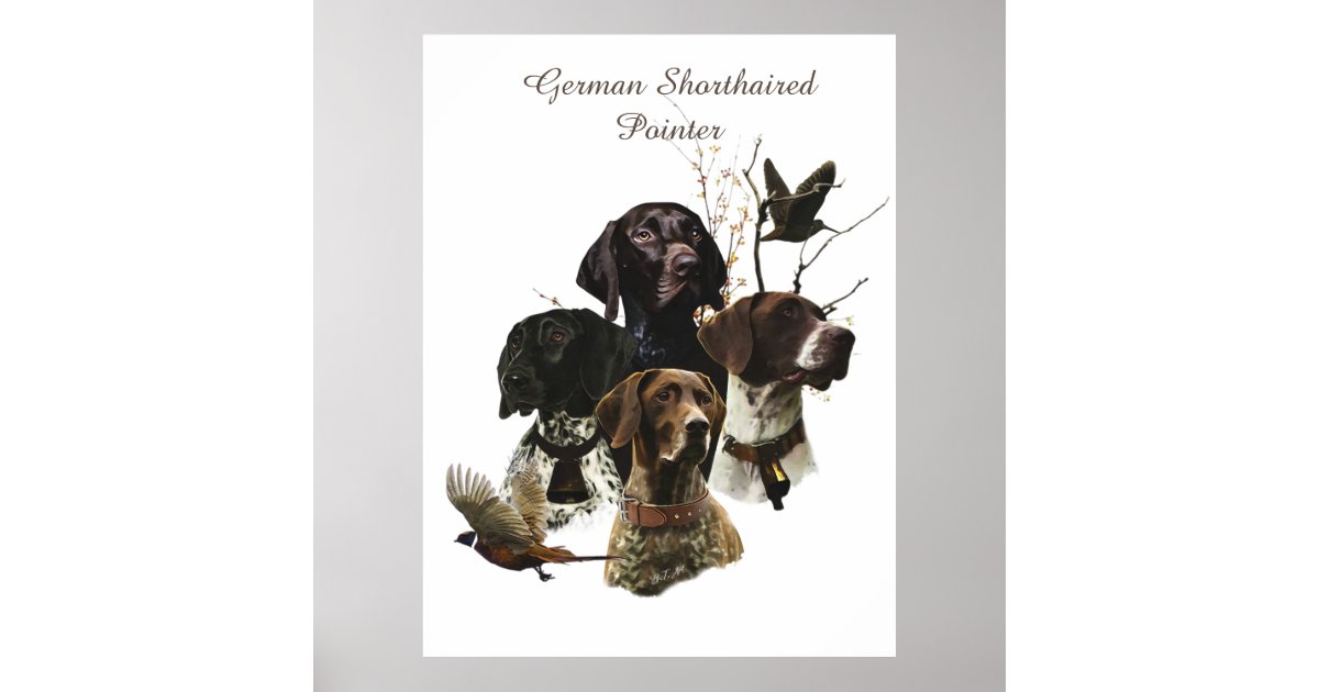 4 German Shorthaired Pointer Colors Poster Zazzle