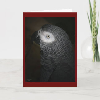 4-GREY PARROT CARD