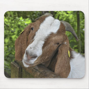 4-H Boer Goat Farm Mouse Pad