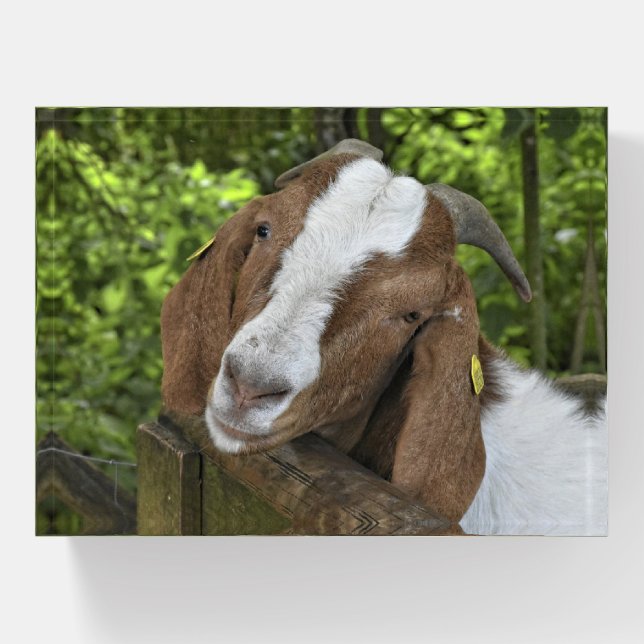 4-H Boer Goat Farm Paperweight (Front)