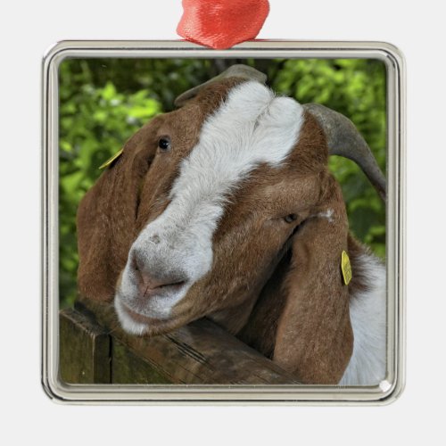 4_H Boer Goat Nanny Metal Ornament
