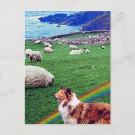 4.  Ireland Coast,  Collie & Flock Of Sheep #2 Postcard