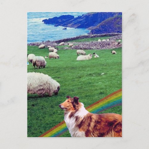 4  Ireland Coast  Collie  Flock of Sheep 2 Postcard