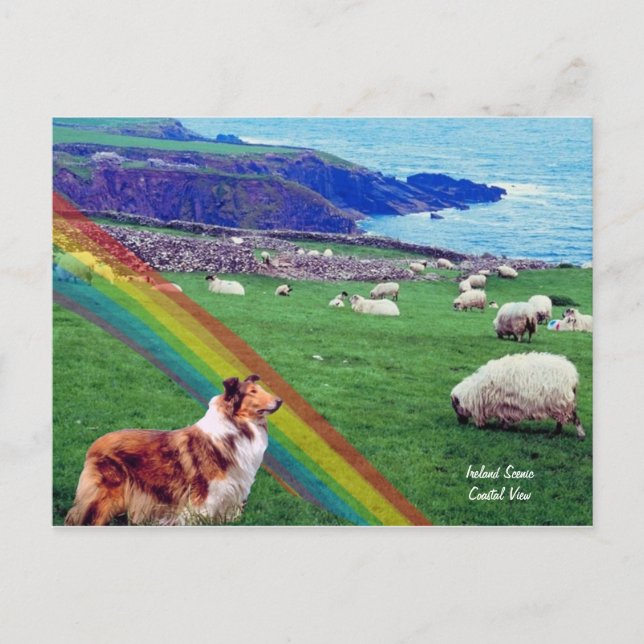 4.  Ireland Coast,  Collie & Flock of Sheep Postcard (Front)