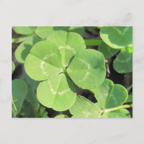 4 Leaf Clover Good Luck Charm Postcard