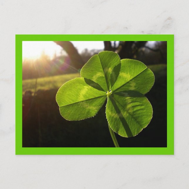 4 Leaf Clover Postcard (Front)