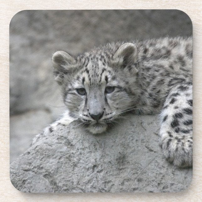 4 month old Snow leopard cub draped over a rock Beverage Coaster (Front)