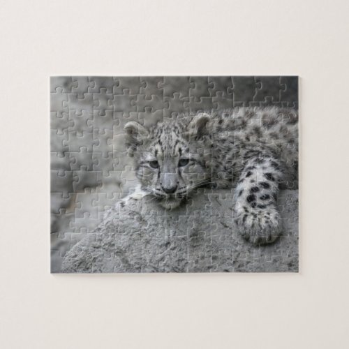 4 month old Snow leopard cub draped over a rock Jigsaw Puzzle