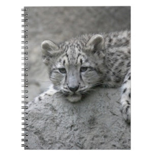 4 month old Snow leopard cub draped over a rock Notebook