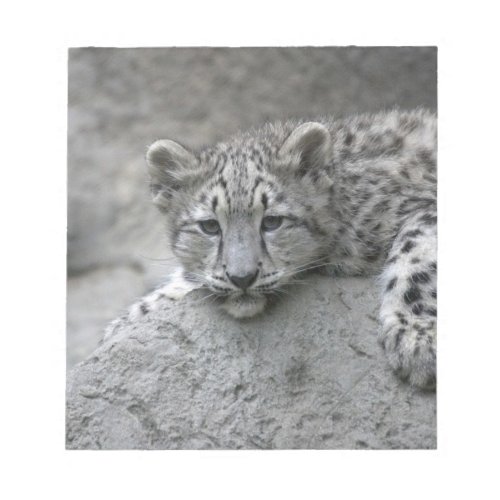 4 month old Snow leopard cub draped over a rock Notepad