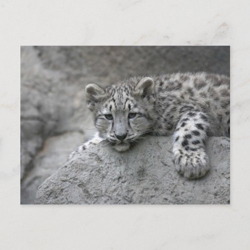 4 month old Snow leopard cub draped over a rock Postcard