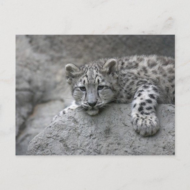 4 month old Snow leopard cub draped over a rock Postcard (Front)