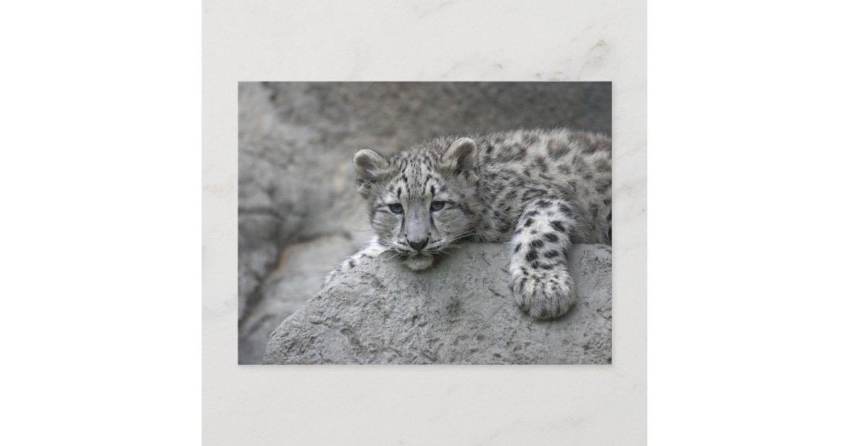 4 Month Old Snow Leopard Cub Draped Over A Rock Postcard Zazzle Com 4 Month Old Snow Leopard Cub Draped Over A Rock Postcard Zazzle Com
