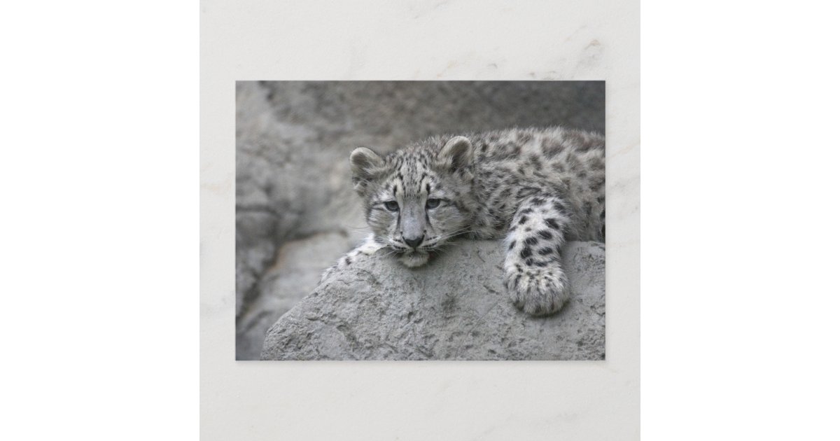 4 Month Old Snow Leopard Cub Draped Over A Rock Postcard Zazzle Com