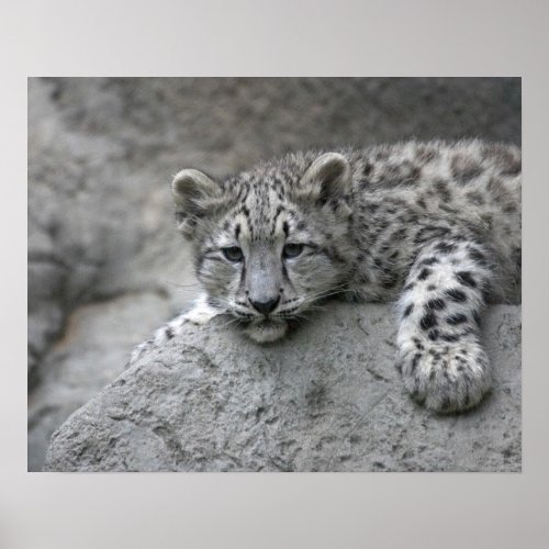 4 month old Snow leopard cub draped over a rock Poster