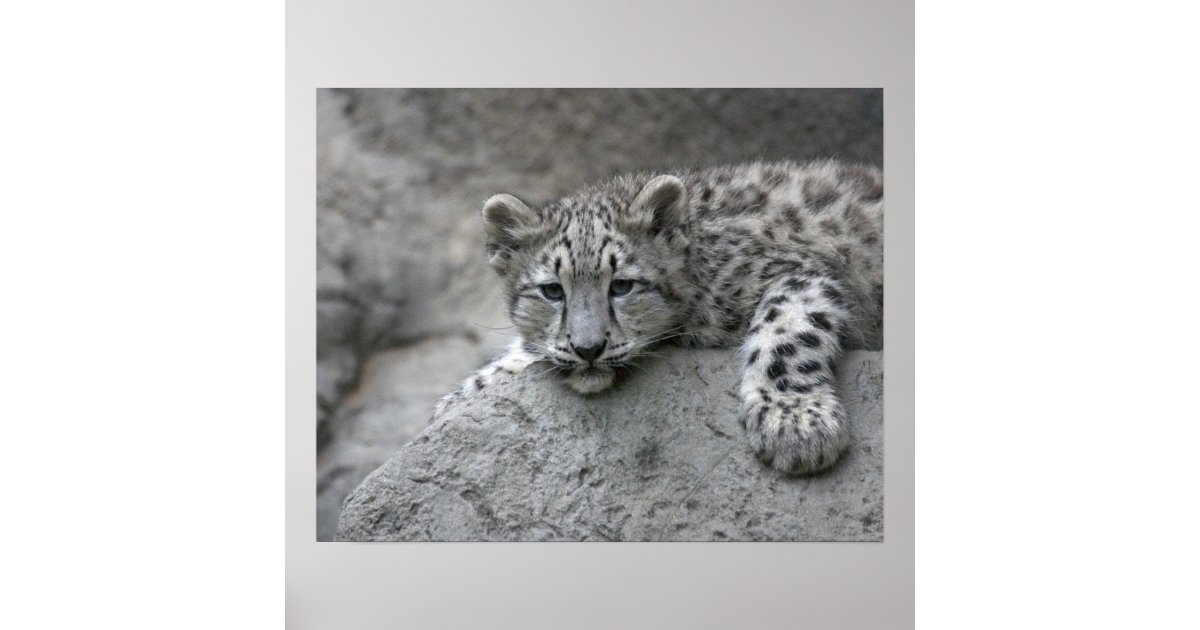 4 Month Old Snow Leopard Cub Draped Over A Rock Poster Zazzle Com 4 Month Old Snow Leopard Cub Draped Over A Rock Poster Zazzle Com