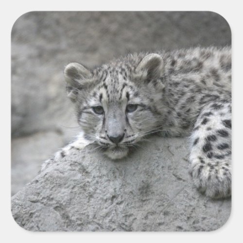 4 month old Snow leopard cub draped over a rock Square Sticker