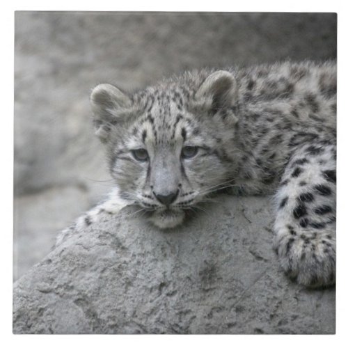 4 month old Snow leopard cub draped over a rock Tile