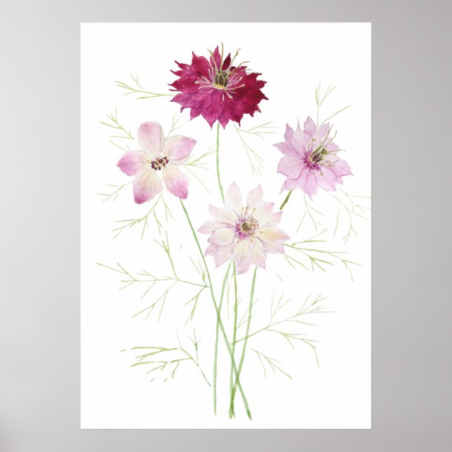 4 pink magenta nigella flower flowers wildflower  poster (Front)