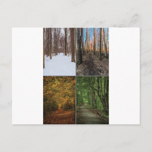 4 Seasons in the Sacred Grove Postcard