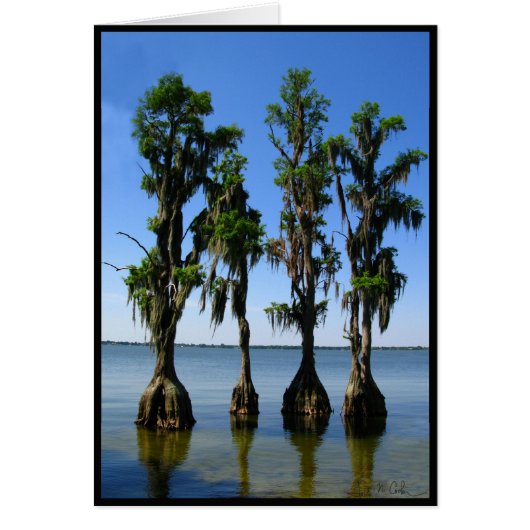 4 Trees Cards (Front)