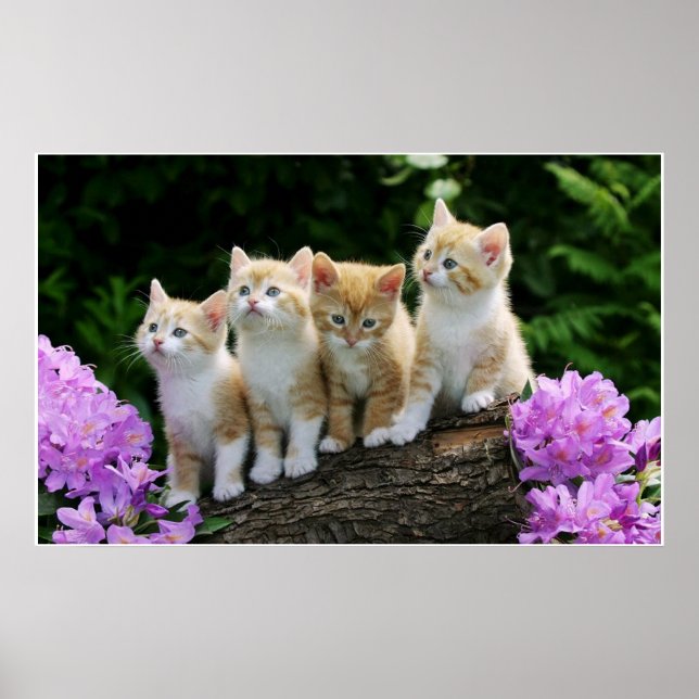4 yellow kittens poster (Front)